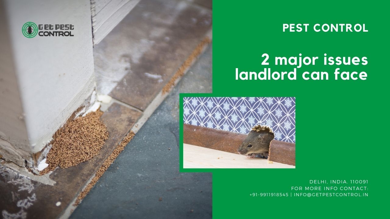 2 major issues that the landlord can face for the pests
