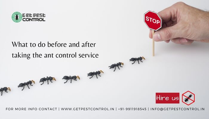 What to do before and after taking the ant control service