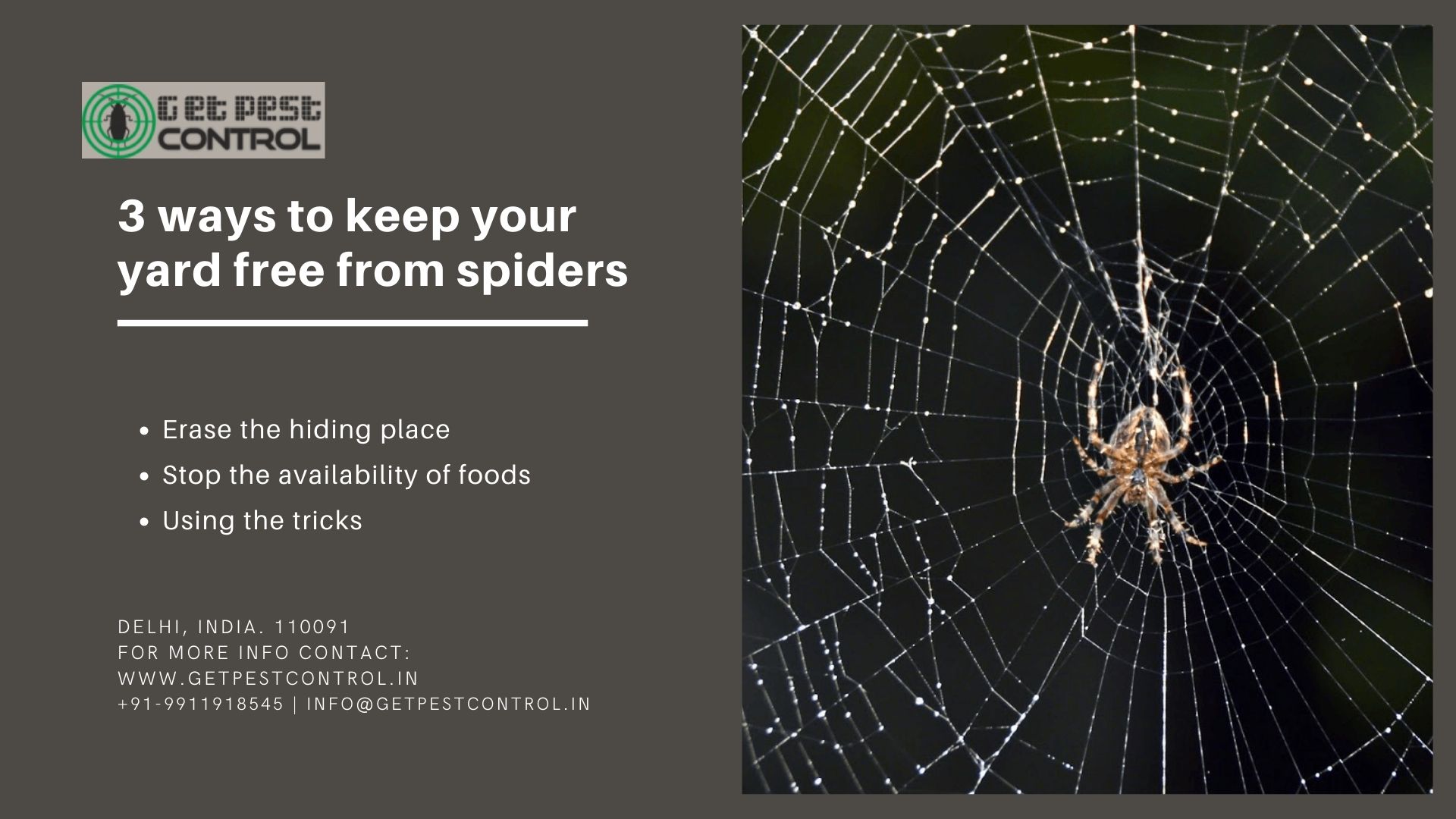 3 ways to keep your yard free from spiders