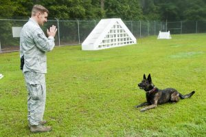 Personal Injury Lawyer Dog Bite