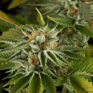 buy skittle moon rock online - Dank Stoners dankstoners.com