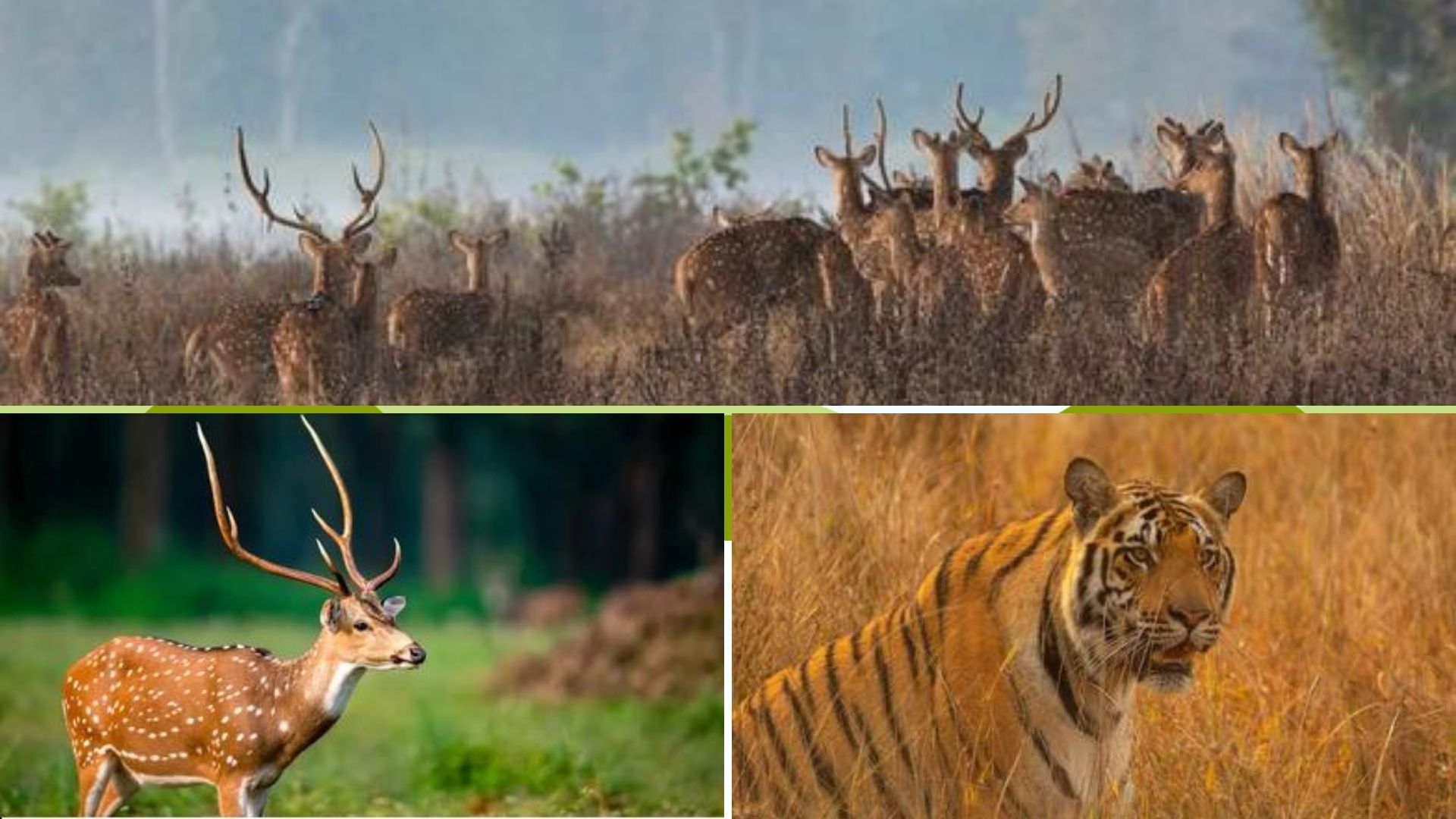 Amazing Facts About 5 Best National Parks Of India