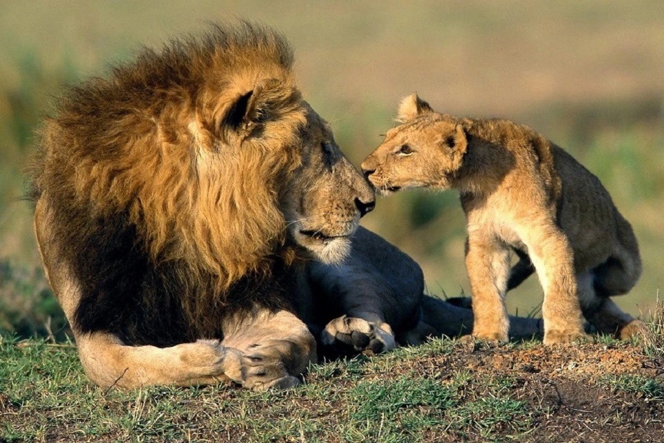 Top 7 Wildlife Safari Tours with Car Rental in India