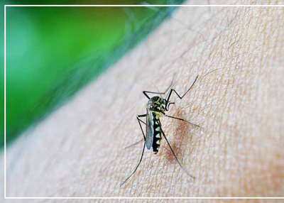 Dengue to avoid an effective will prove to be 7 tips