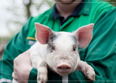 Now the human being in the body of the beating, Will pig's heart, scientists claim