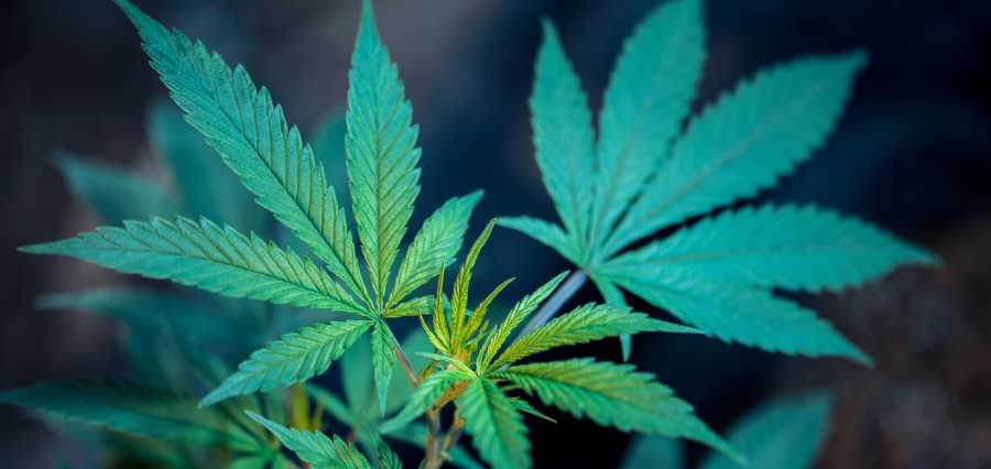 Skills that Can Give You An Advantage in the Cannabis Industry