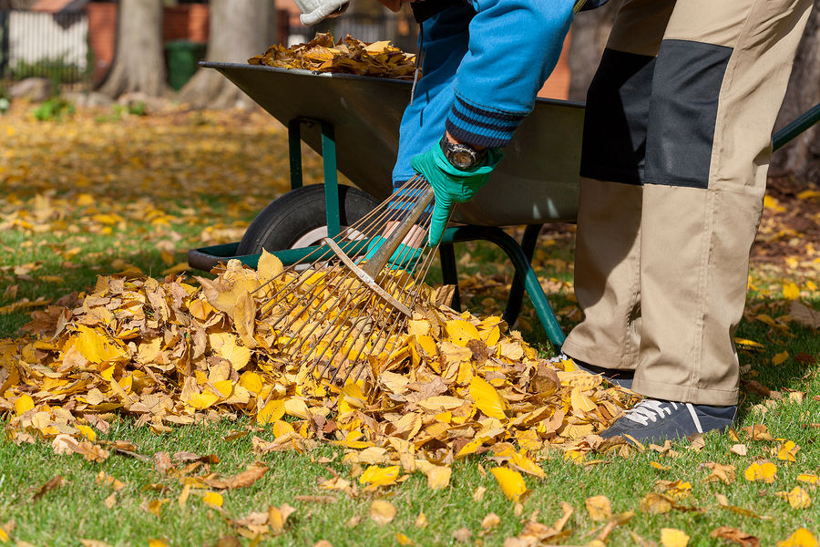 Yard Waste Removal in Windermere FL