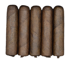 Fire Craker Maduro In  Bundles