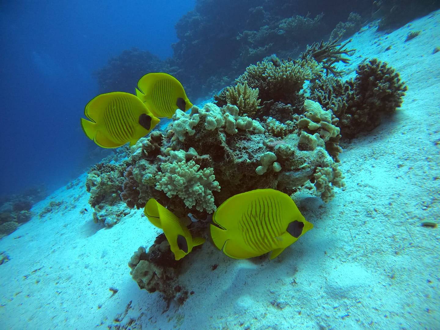 PADI Diving Courses in Hurghada