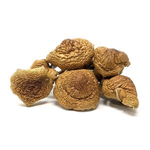 Vietnamese Magic Mushrooms