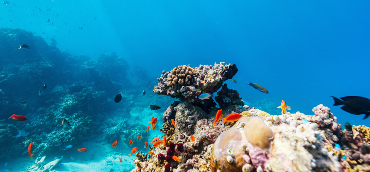 Know Interesting & Unique Facts Associated with Maldives