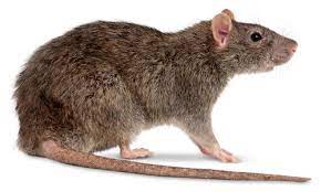 Rodent treatment Perth