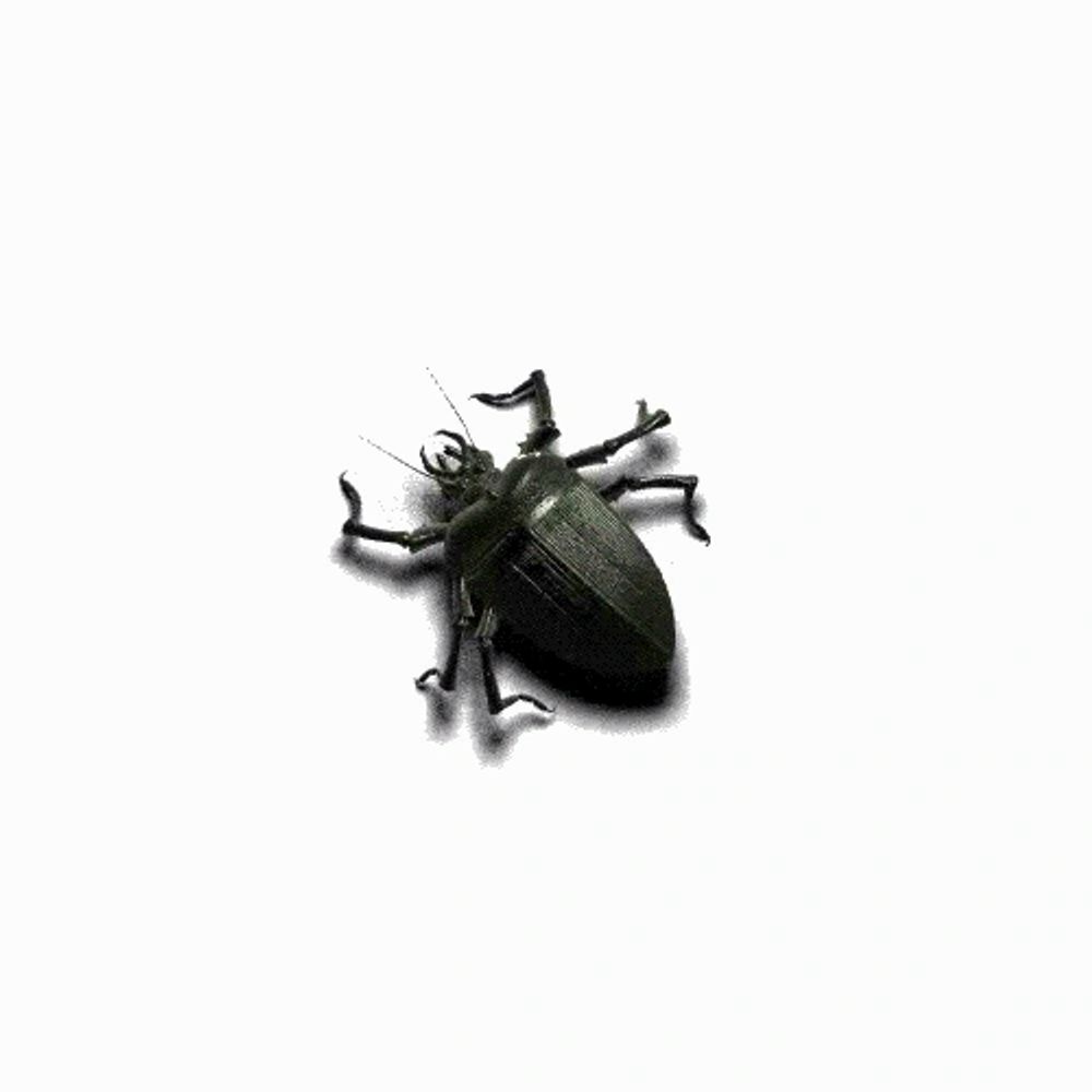 Bed Bug Exterminator Cost Indianapolis