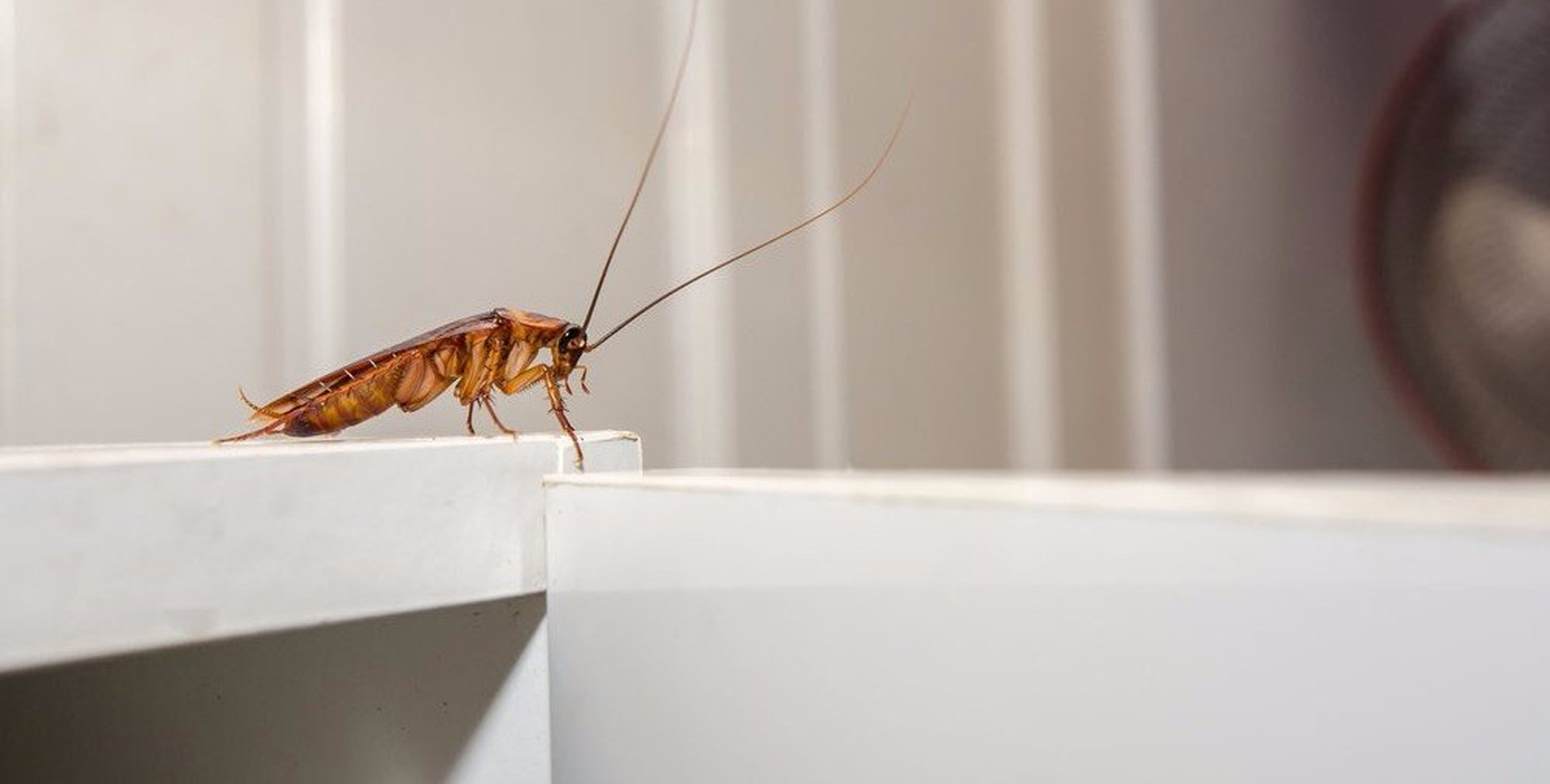 General Pest Control in Richmond
