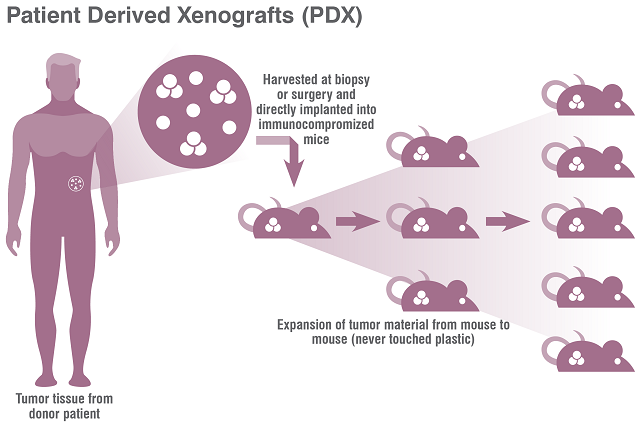PDX Models Market - Growing Demand for Personalized Medicine