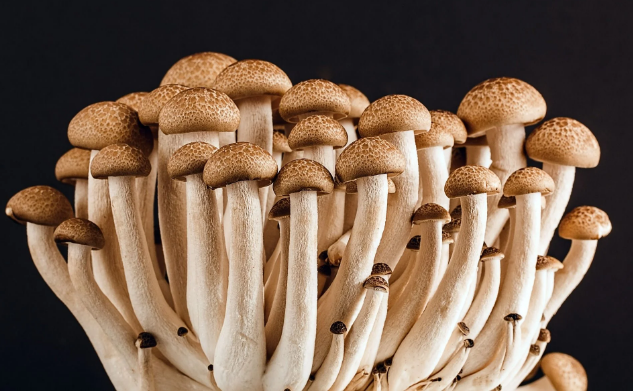 YOU CAN BUY SHROOMS ONLINE WITHOUT ANY HASSLE IN CANADA