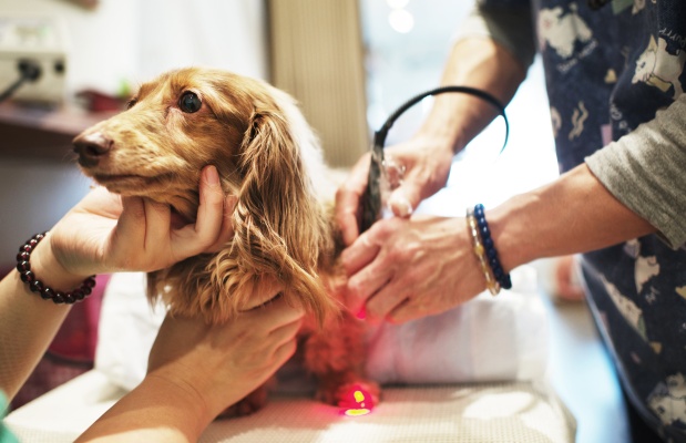 Tips for Purchasing Veterinary Laser Therapy