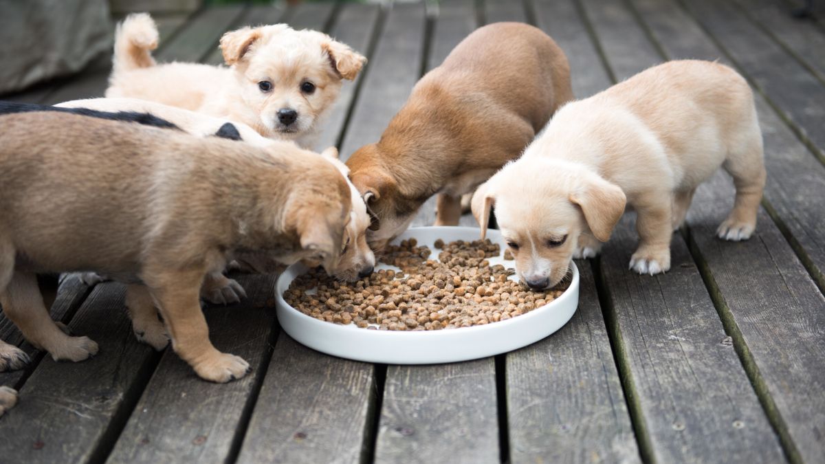 Calcium for Dogs – Why It Is So Important