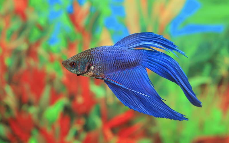 Ý Nghĩa Giấc Mơ Thấy Cá Trong Nước