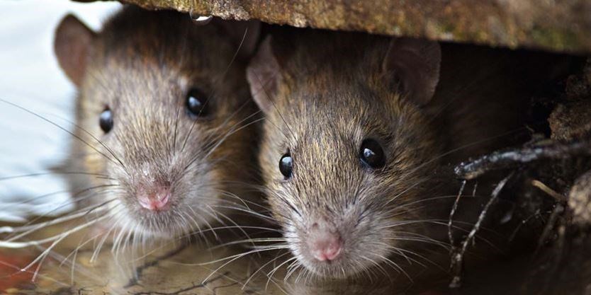 Những giấc mơ về chuột