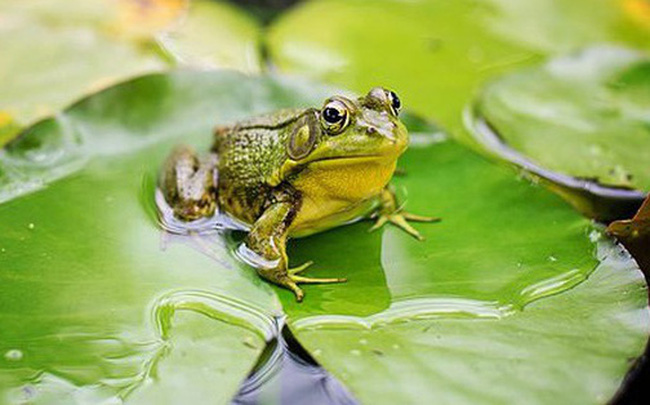 Mơ về một chú ếch