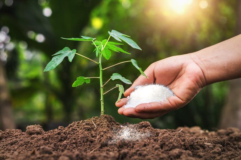 Để xem phân bón trong giấc mơ