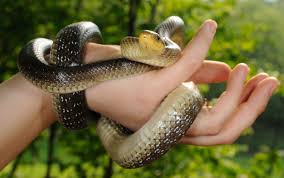 Mơ thấy bị rắn cắn