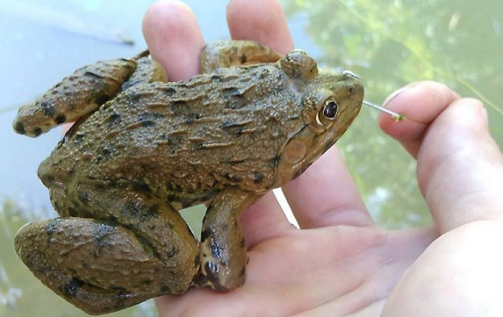 Ý nghĩa của giấc mơ về con ếch