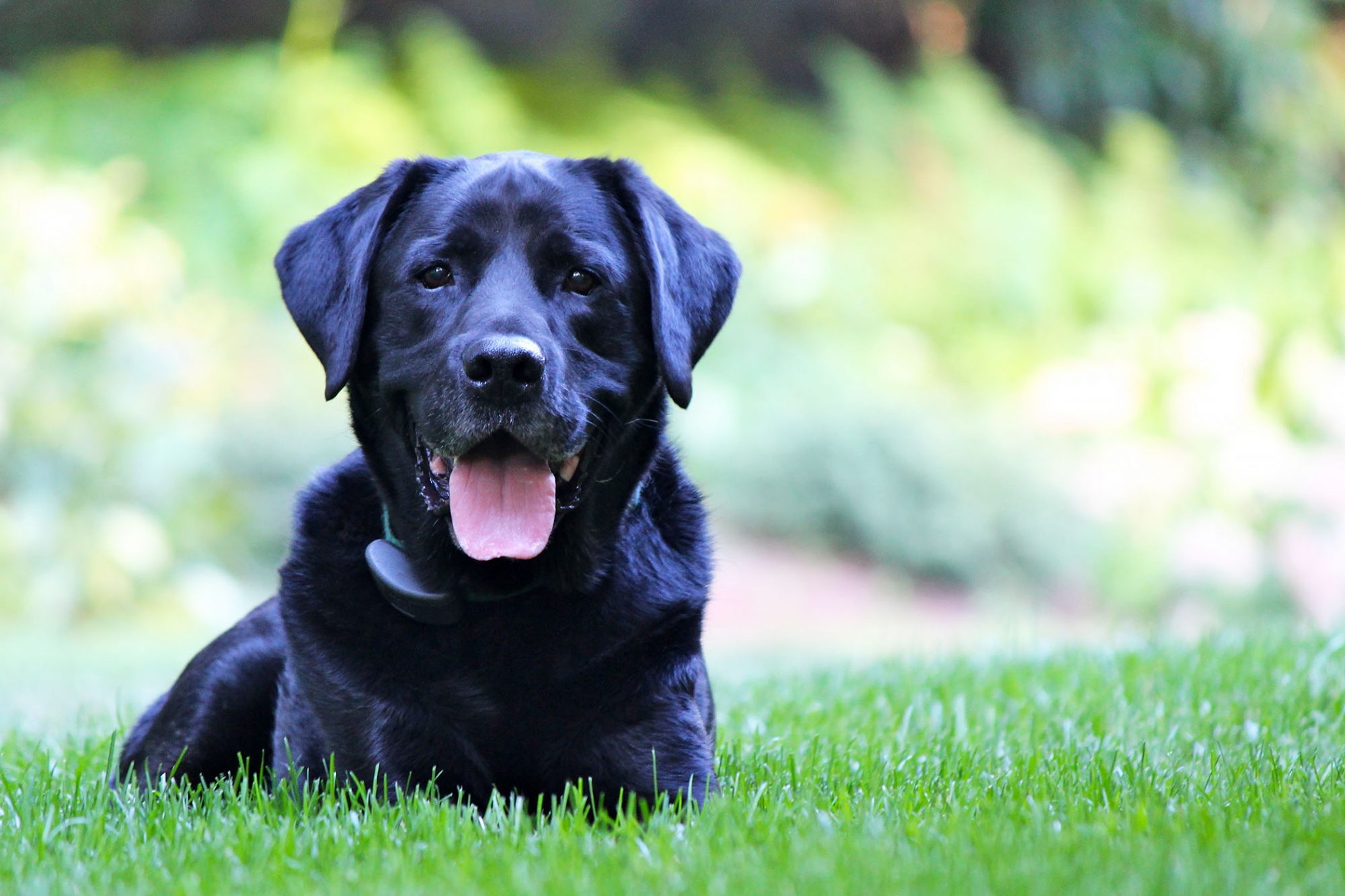 Con chó đen trong giấc mơ