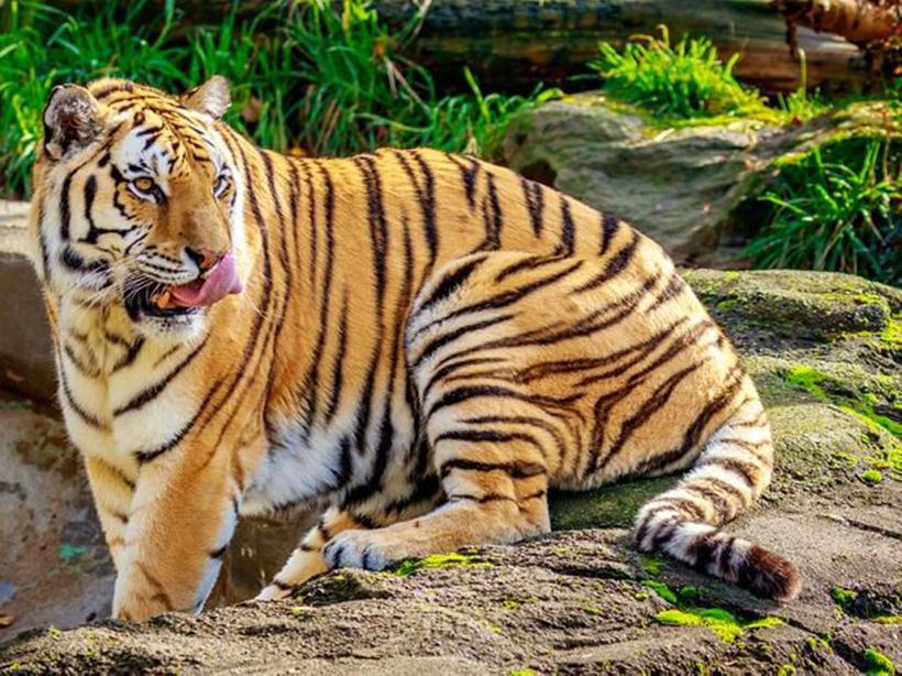 Giấc mơ về hổ mang đến điềm báo gì?