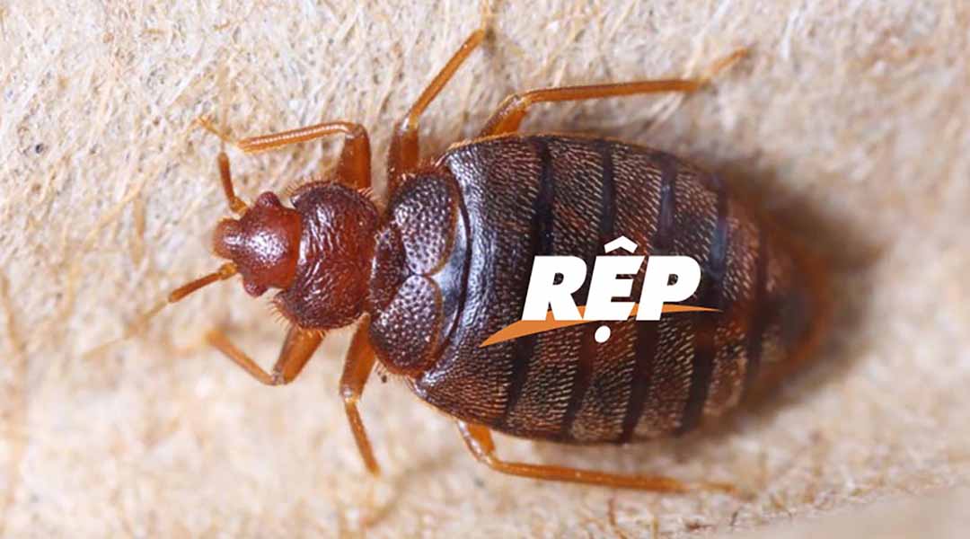 Giải mã giấc mơ về loài rệp