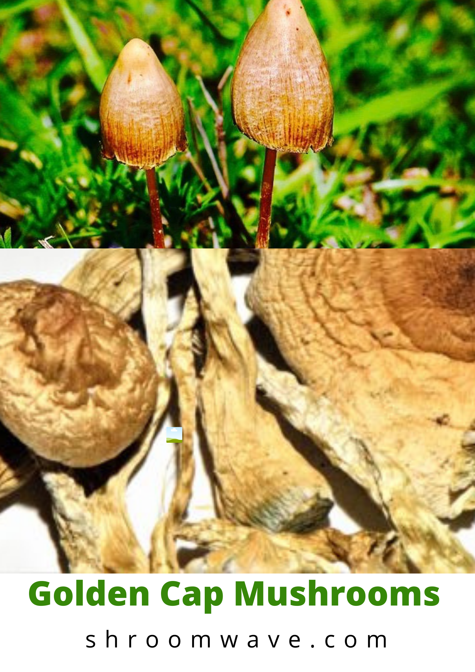 Golden Cap Mushrooms - Shroom Wave