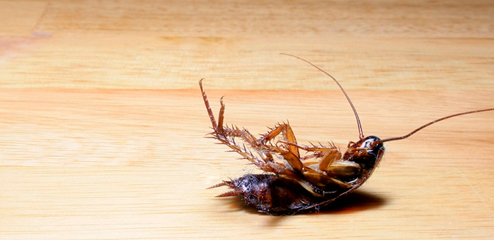 How to Find the Right Company for Best Pest Control Gold Coast?