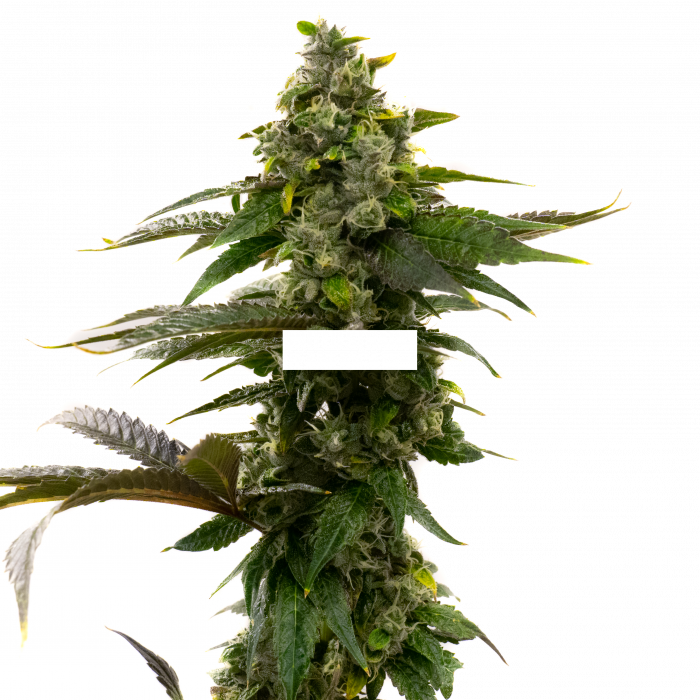 The Four Stages Of Cannabis Growth Explained