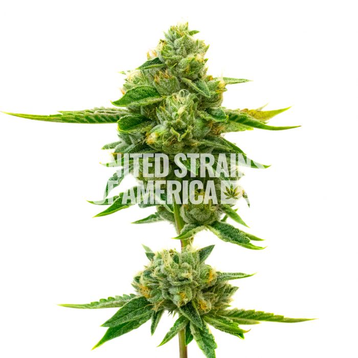All You Need to Know About Cultivating Gold Leaf Strain