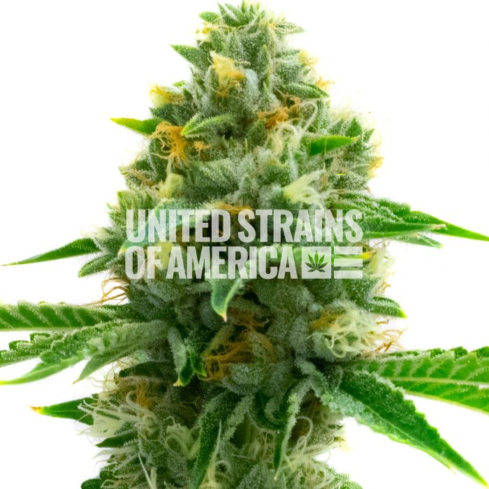 4 Tips for Growing LSD Feminized