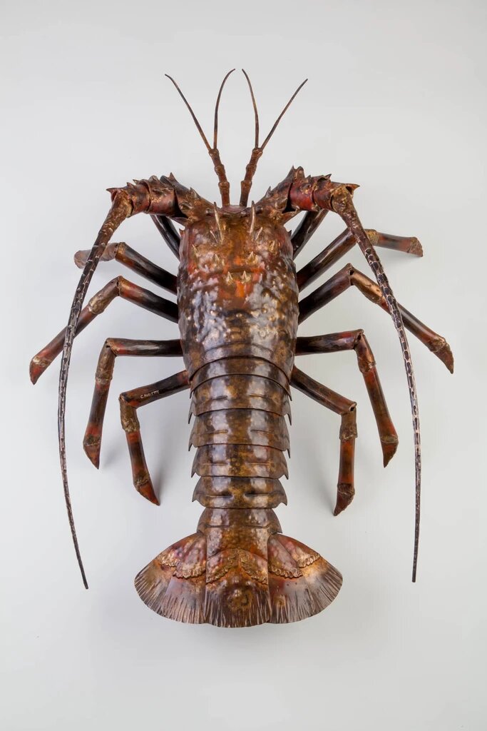 California spiny lobster