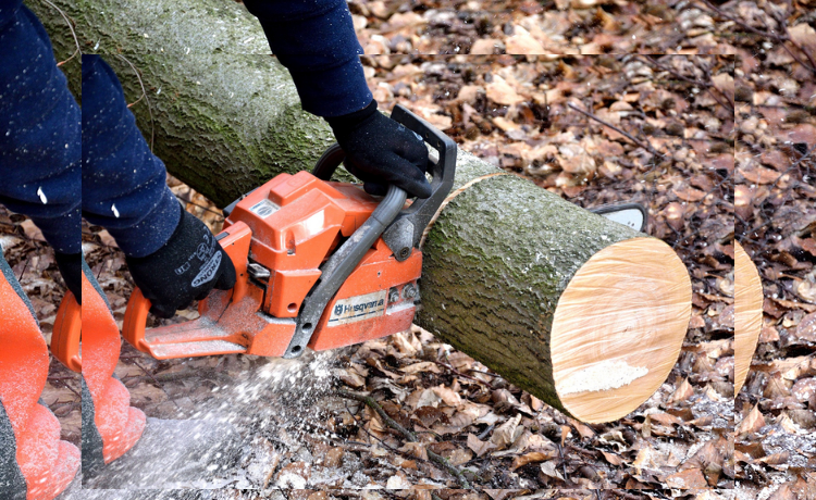 Basics of a Tree Removal Service