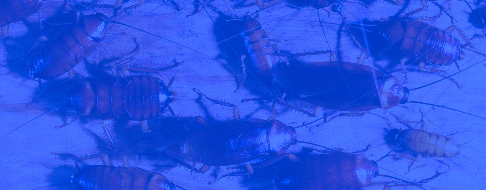 Pest Control Tarneit