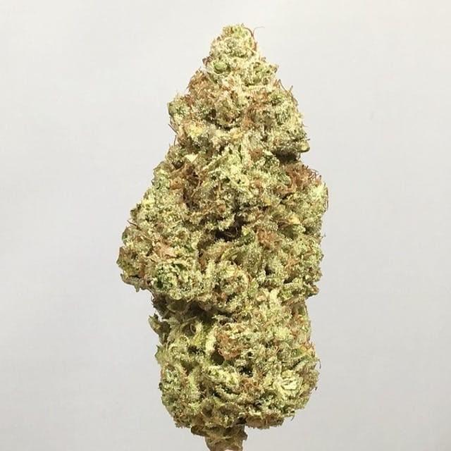 Harlequin Strain Online | OnlyZaza