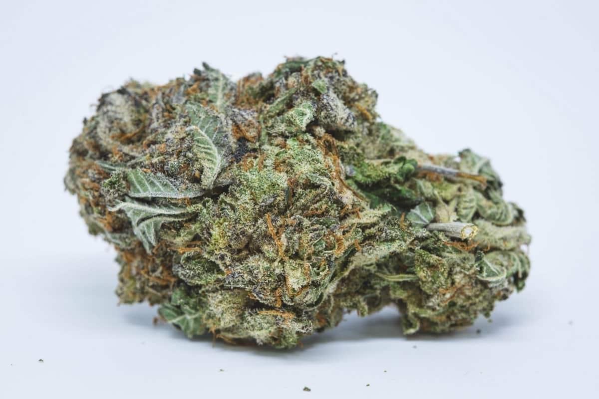 Buy Purple Haze Strain Online | ONLYZAZA