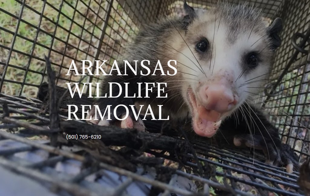 Beaver Control Maumelle, AR