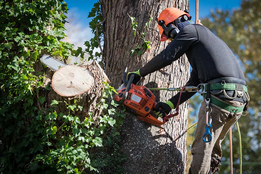 Hiring a Tree Service