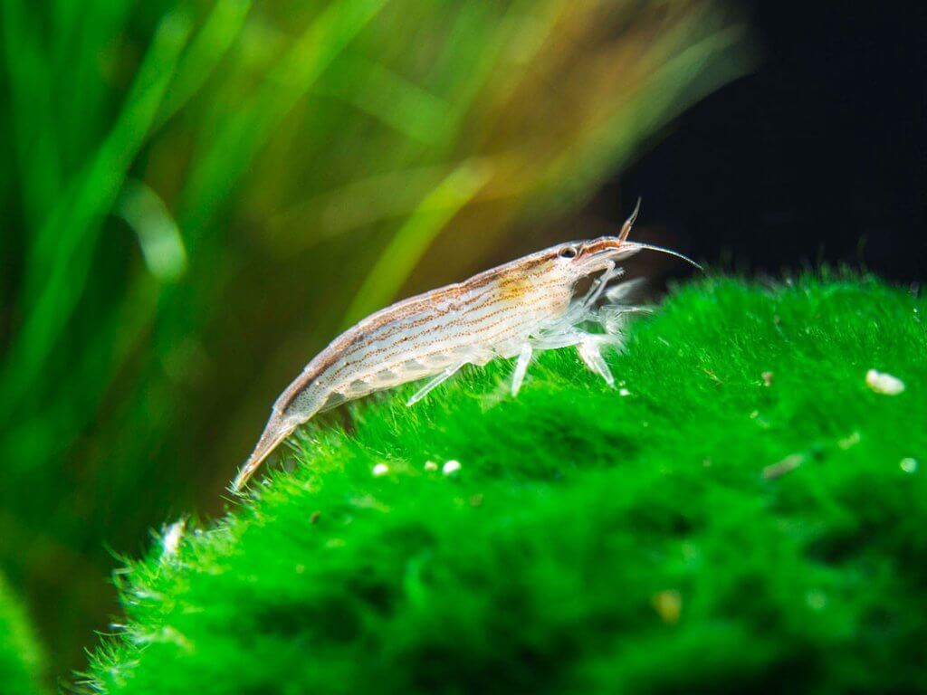 How to Take Care of Flower Shrimps?