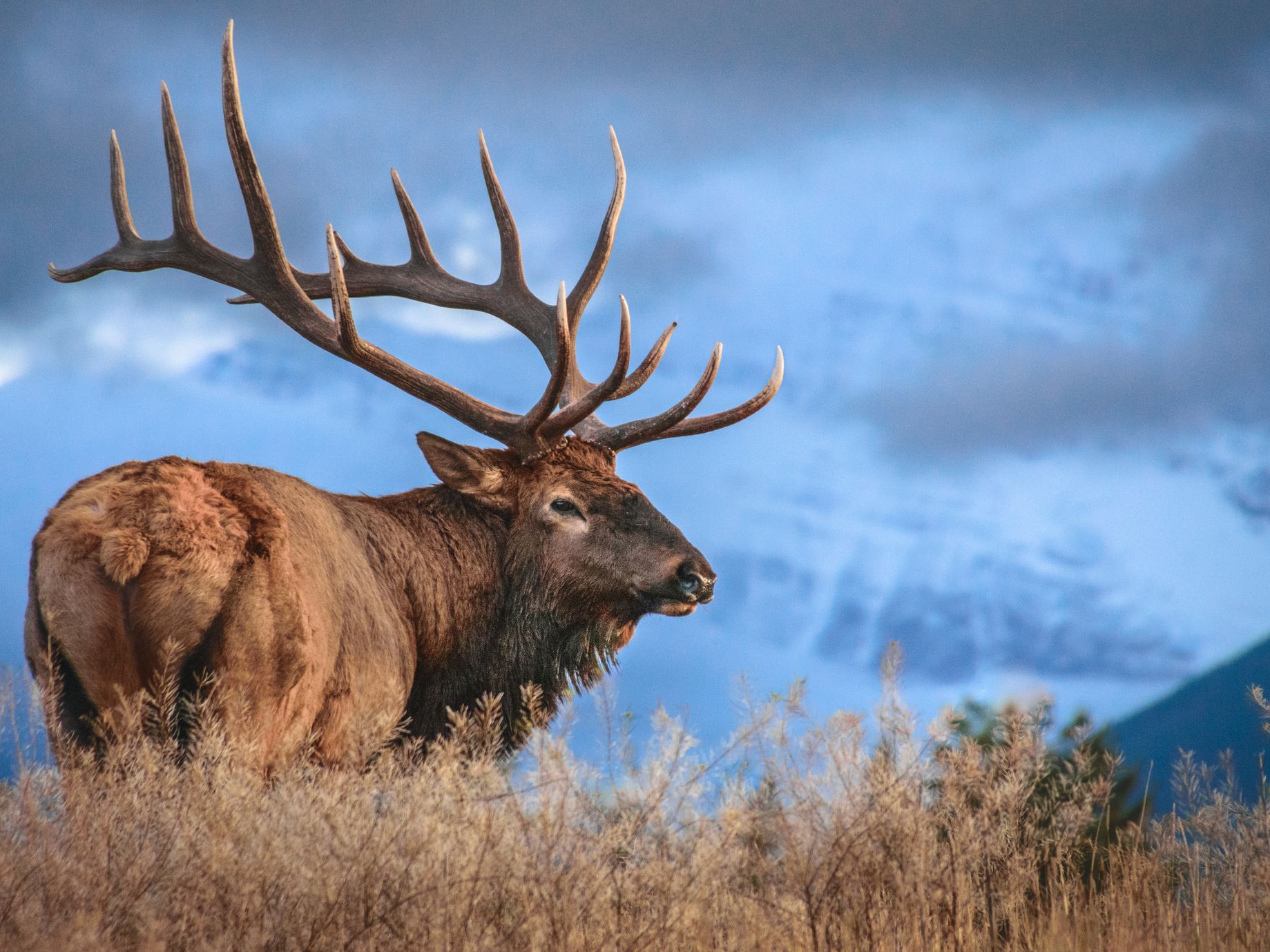 New Mexico Elk Outfitters | Hunt Nation