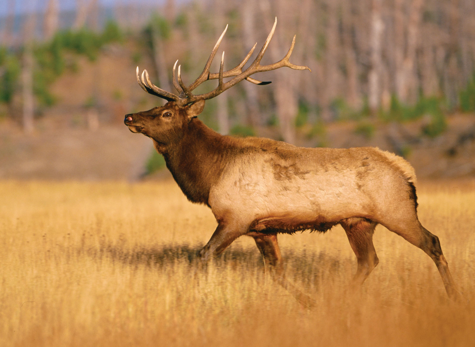 Archery Elk Hunts Colorado | Hunt Nation