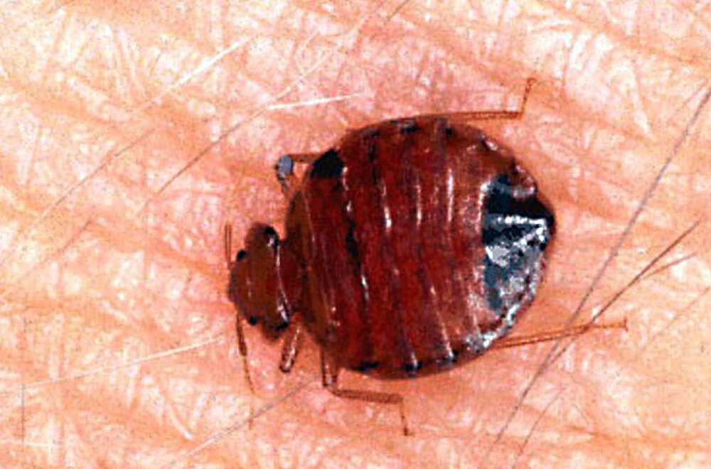 Bed Bug Extermination Coconut Creek