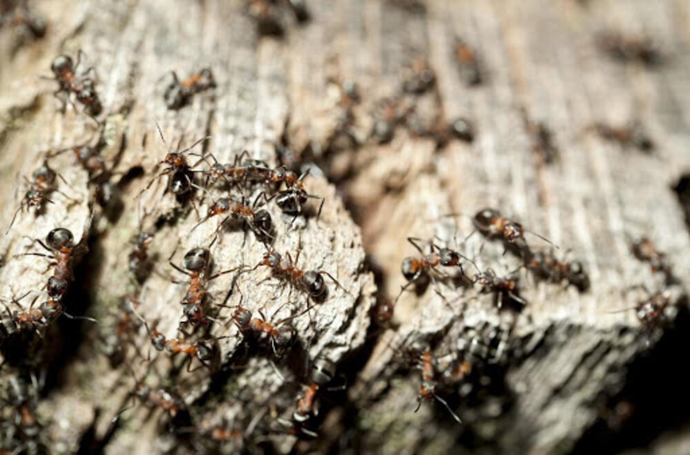 Ant Extermination Coconut Creek