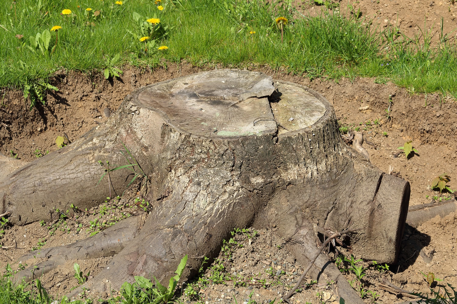 How much does stump grinding cost?