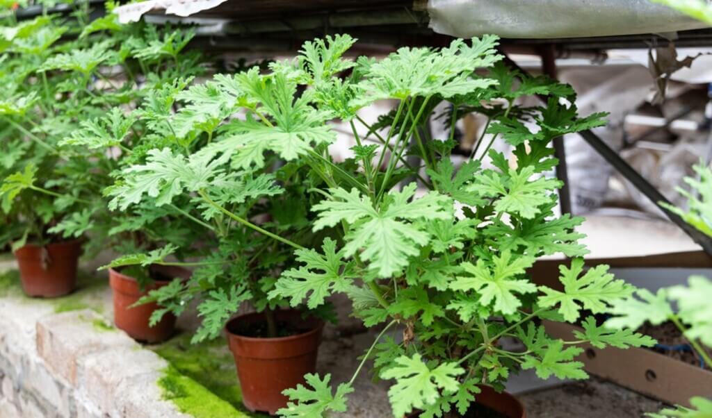 Citronella a Perfect Plant for Gardners